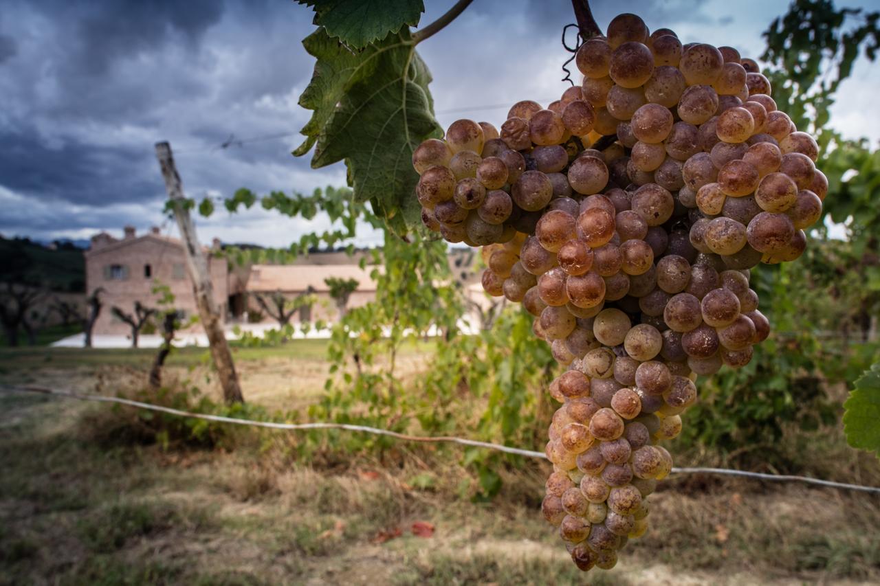 Filodivino Wine Resort & Spa San Marcello  Kültér fotó