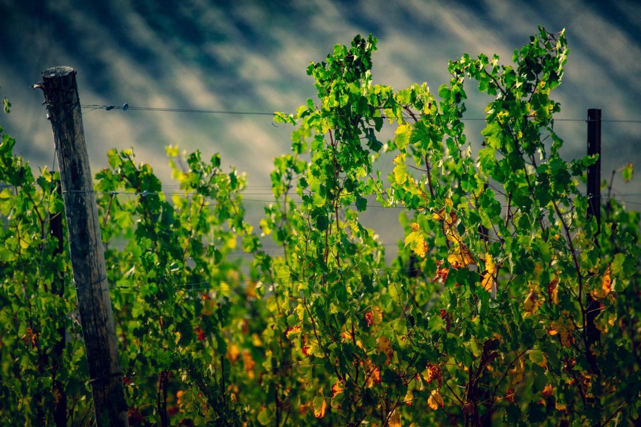 Filodivino Wine Resort & Spa San Marcello  Kültér fotó
